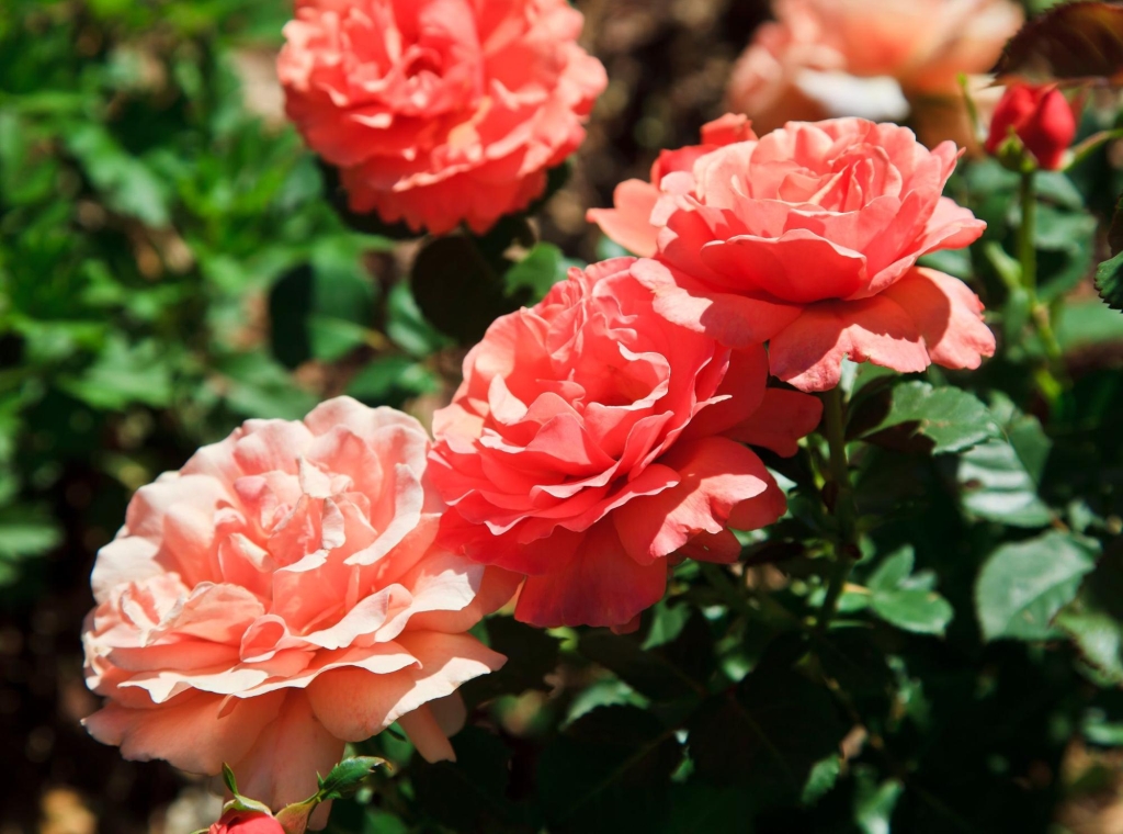 McGill Rose Garden